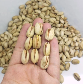 پسته اکبری سورت شده و یکدست | فروش عمده